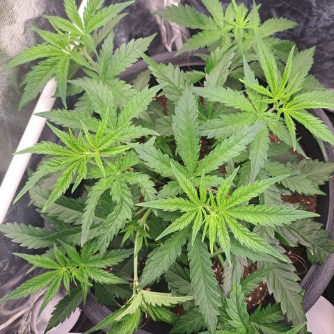 Purple Queen RQS growlog timeline photo