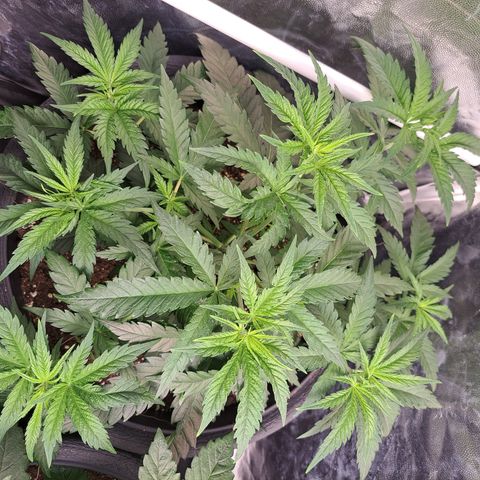 Purple Queen RQS growlog timeline photo