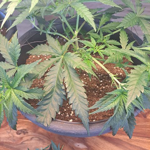 Purple Queen RQS growlog timeline photo