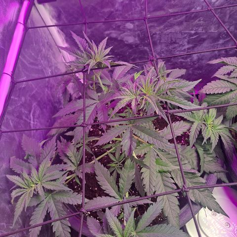 Purple Queen RQS growlog timeline photo