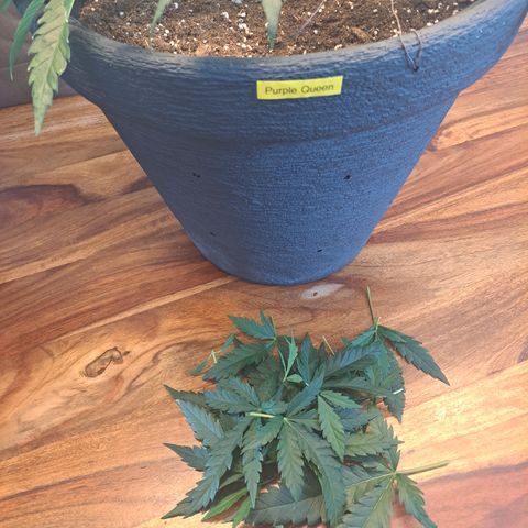 Purple Queen RQS growlog timeline photo