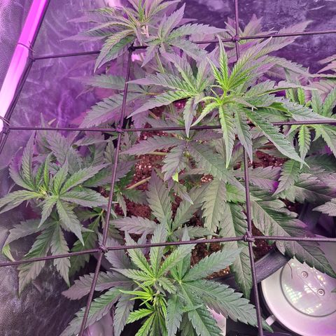 Purple Queen RQS growlog timeline photo