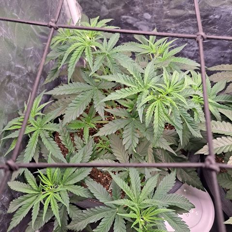 Purple Queen RQS growlog photo: Lage checken bevor es in 2 Tagen in die Blühte geht 