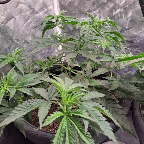 Purple Queen RQS growlog photo: Lage checken bevor es in 2 Tagen in die Blühte geht 