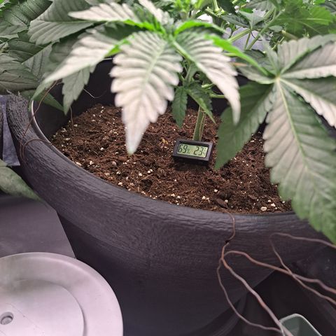 Purple Queen RQS growlog photo: Lage checken bevor es in 2 Tagen in die Blühte geht 