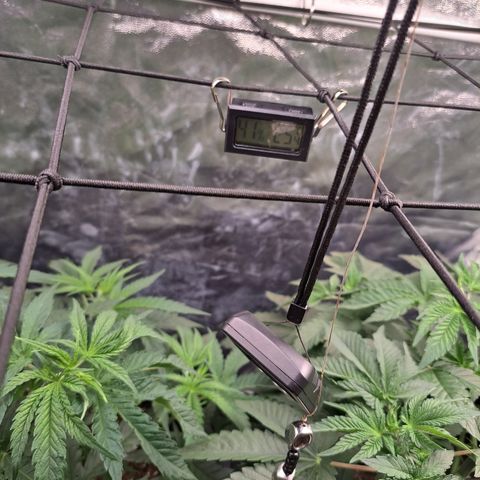 Purple Queen RQS growlog photo: Lage checken bevor es in 2 Tagen in die Blühte geht 