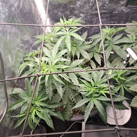 Purple Queen RQS growlog timeline photo