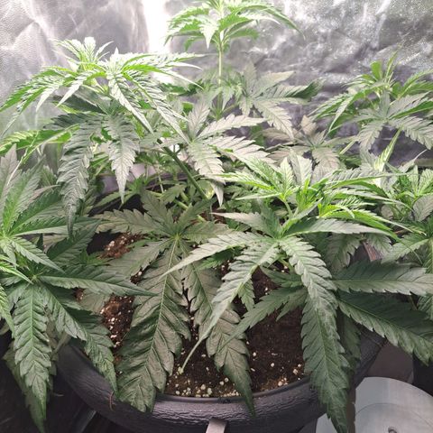 Purple Queen RQS growlog timeline photo