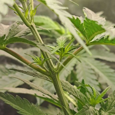 Purple Queen RQS growlog photo: Die ersten Anzeichen der Blühte zeigen sich. 