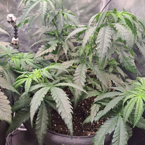 Purple Queen RQS growlog timeline photo