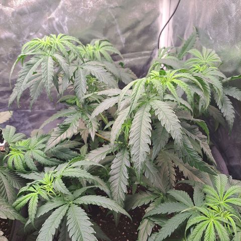 Purple Queen RQS growlog timeline photo