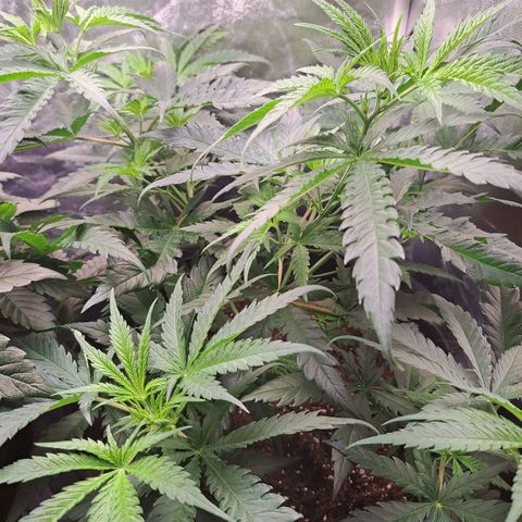Purple Queen RQS growlog timeline photo