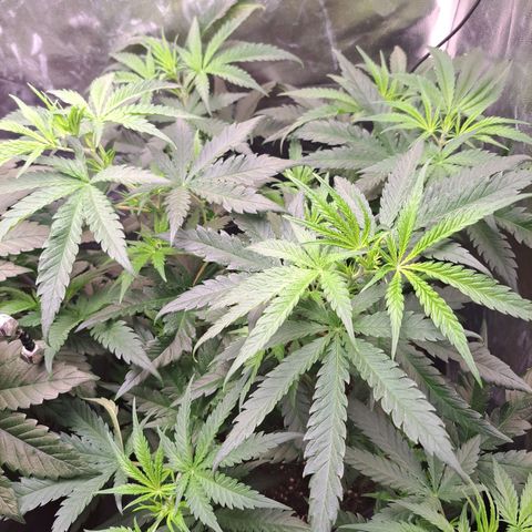 Purple Queen RQS growlog timeline photo