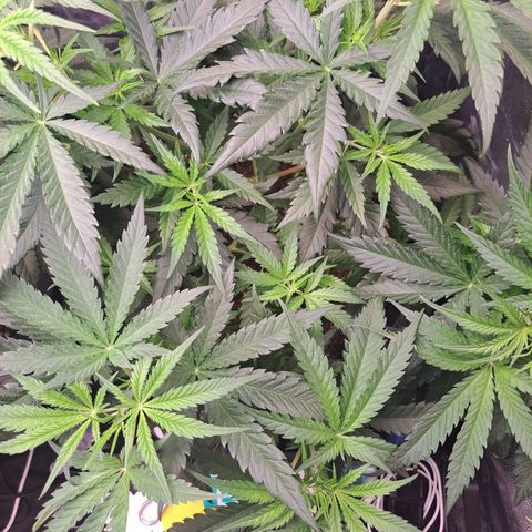 Purple Queen RQS growlog timeline photo