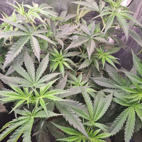 Purple Queen RQS growlog timeline photo