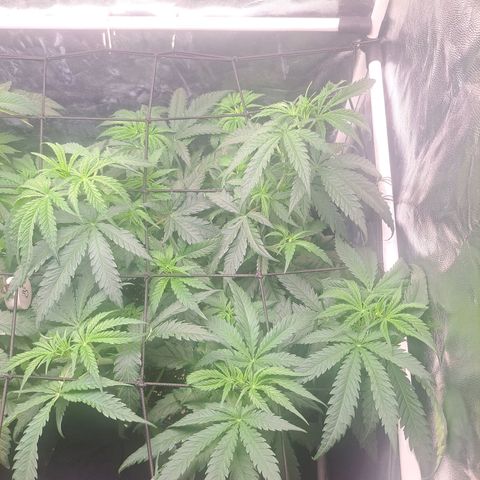 Purple Queen RQS growlog timeline photo