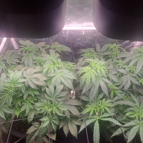 Purple Queen RQS growlog timeline photo