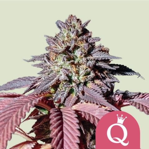 Purple Queen RQS growlog timeline photo