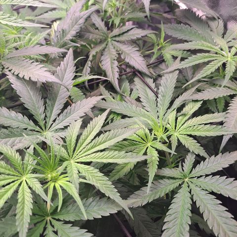 Purple Queen RQS growlog timeline photo