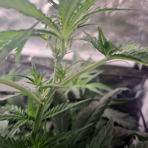 Purple Queen RQS growlog photo: Schön in der Blühte angekommen.