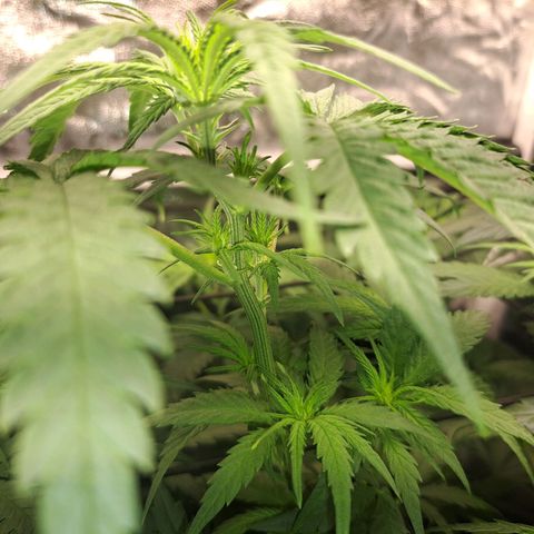 Purple Queen RQS growlog timeline photo