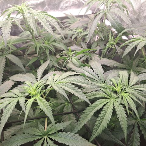 Purple Queen RQS growlog timeline photo