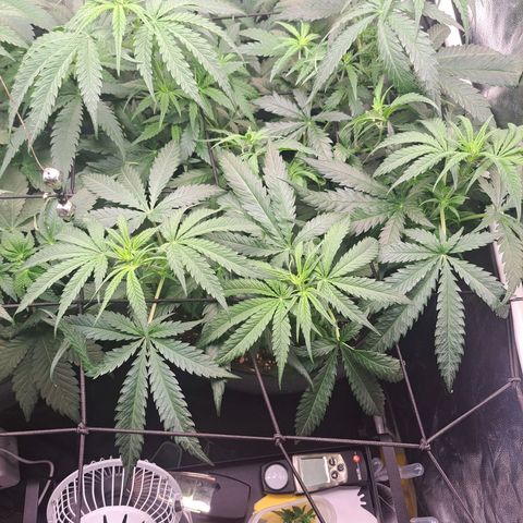 Purple Queen RQS growlog timeline photo