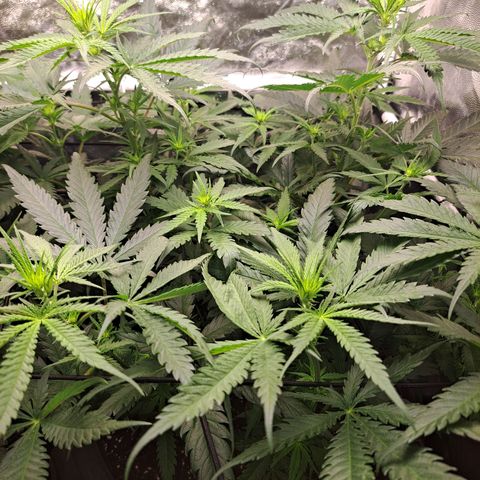 Purple Queen RQS growlog timeline photo