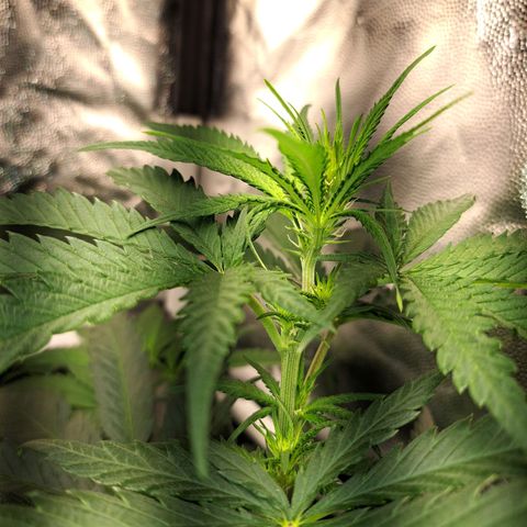 Purple Queen RQS growlog timeline photo