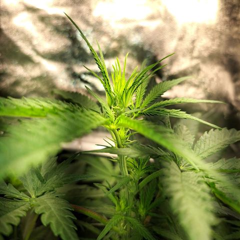 Purple Queen RQS growlog timeline photo