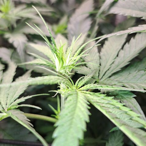 Purple Queen RQS growlog timeline photo