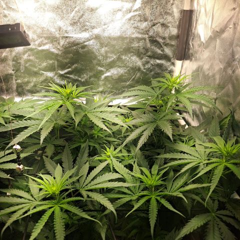 Purple Queen RQS growlog timeline photo