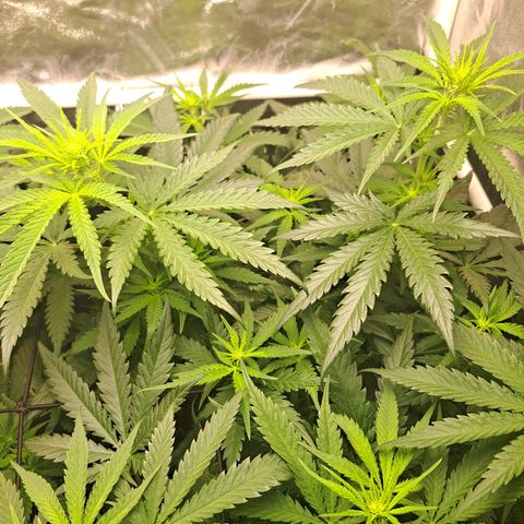 Purple Queen RQS growlog timeline photo
