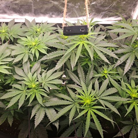 Purple Queen RQS growlog timeline photo