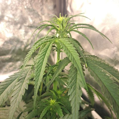 Purple Queen RQS growlog timeline photo