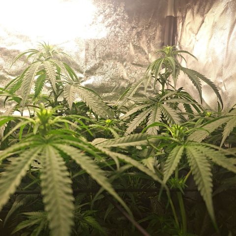 Purple Queen RQS growlog timeline photo