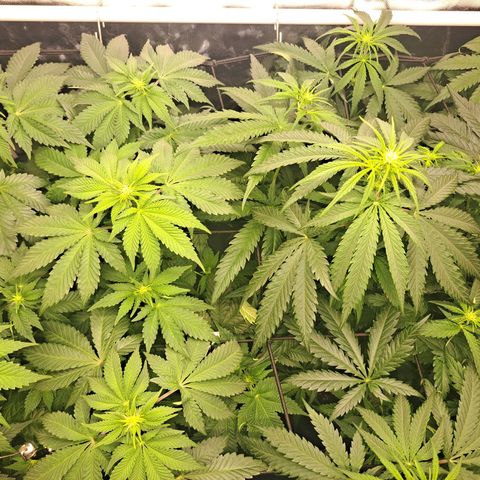 Purple Queen RQS growlog timeline photo
