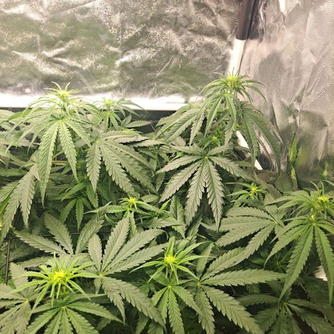 Purple Queen RQS growlog timeline photo