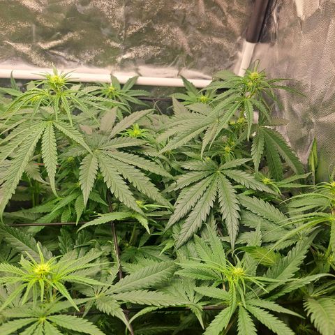 Purple Queen RQS growlog timeline photo