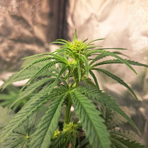Purple Queen RQS growlog timeline photo