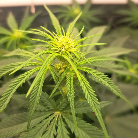 Purple Queen RQS growlog timeline photo
