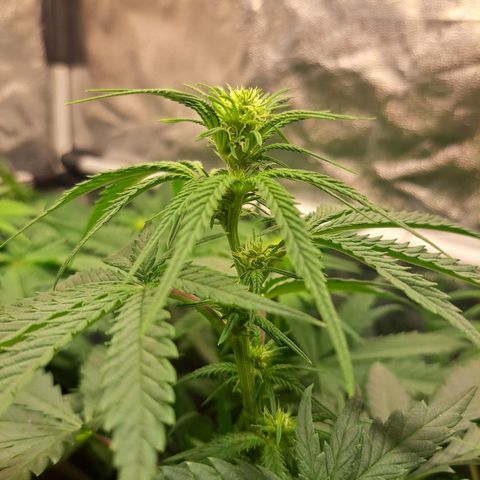 Purple Queen RQS growlog timeline photo