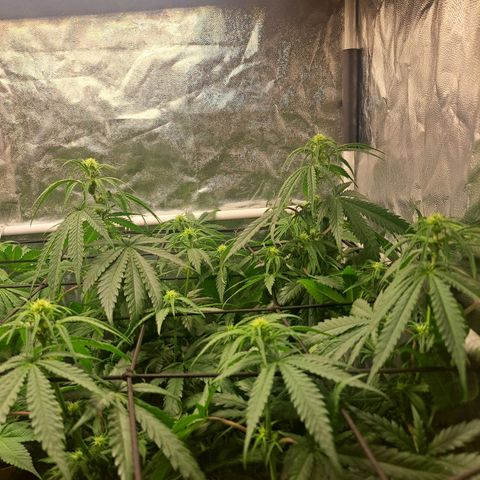 Purple Queen RQS growlog timeline photo