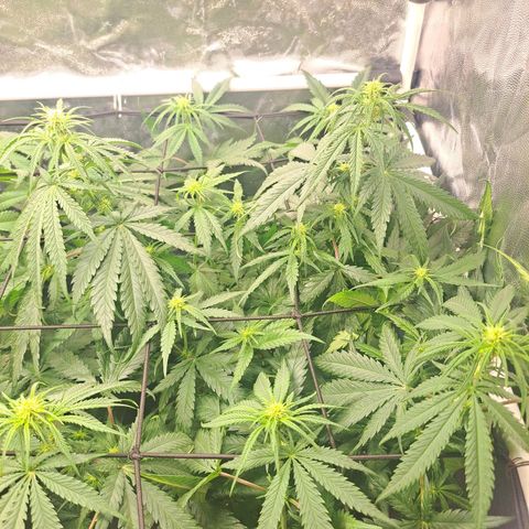 Purple Queen RQS growlog timeline photo