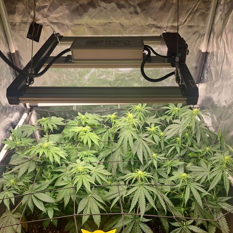 Purple Queen RQS growlog timeline photo