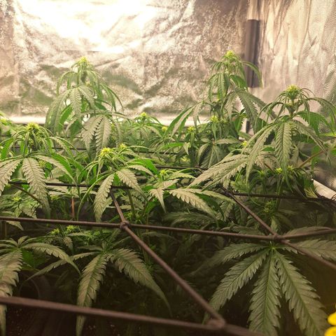 Purple Queen RQS growlog timeline photo