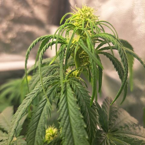 Purple Queen RQS growlog timeline photo