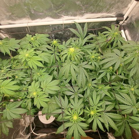 Purple Queen RQS growlog timeline photo