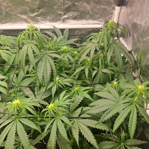 Purple Queen RQS growlog timeline photo