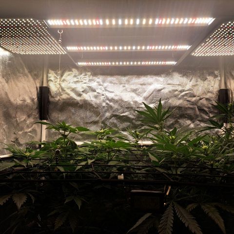 Purple Queen RQS growlog photo: 2 weitere lampen für die Seiten ergänzt 